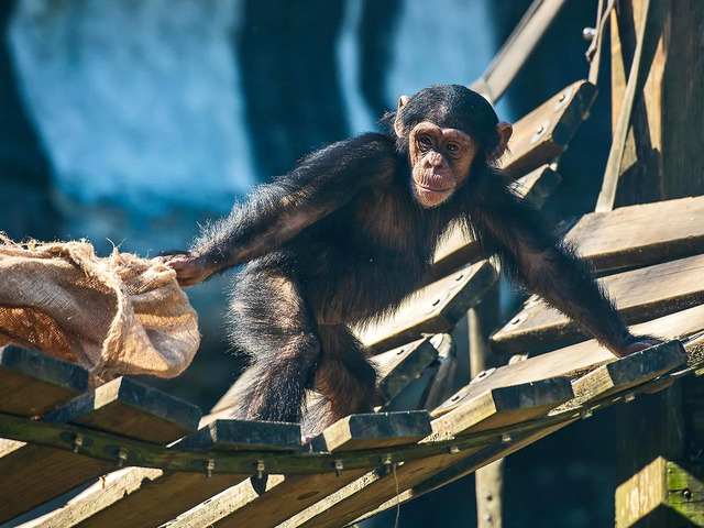 A young chimpanzee showcasing its natural curiosity and problem-solving skills. Studies have shown that chimps exhibit purposeful selection of tools, offering insights into the cognitive abilities shared with early human ancestors. (Credit: Klub Boks)