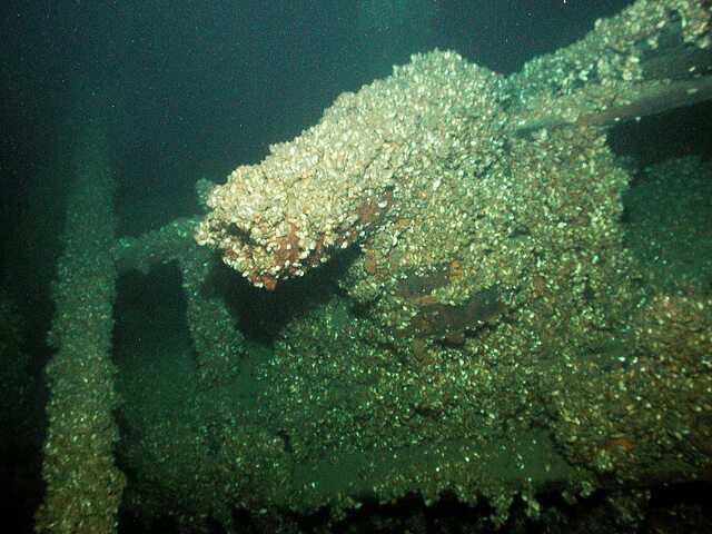 A carronade aboard the 200-year-old Hamilton is now encrusted by invasive quagga mussels, which have spread aggressively across the Great Lakes region over the last two decades.