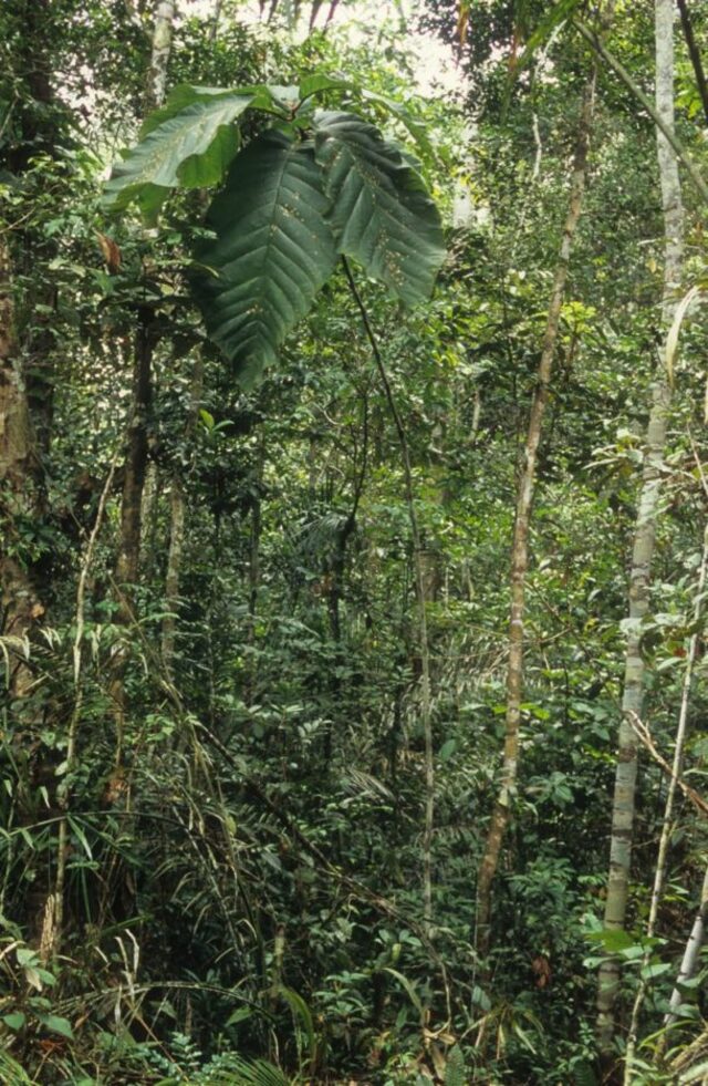 A closer view of the Coccoloba gigantifolia tree within the dense Brazilian Amazon rainforest, showcasing its unique leaf structure and its surroundings.