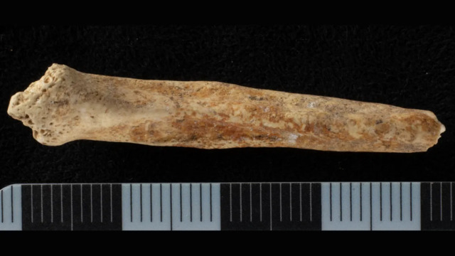 A dog baculum from Roman-era Surrey, with traces of red ochre on its underside, provides intriguing evidence of ancient ceremonial practices. (Image credit: Ellen Green)