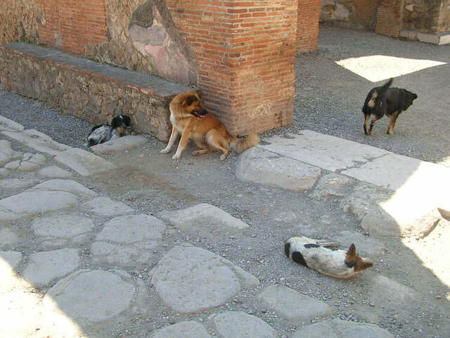 A group of stray dogs resting among the ancient streets of Pompeii, illustrating the coexistence of history and contemporary animal life within the archaeological site.