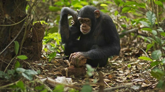 A juvenile female Western chimpanzee demonstrates tool usage, offering insights into behavioral parallels with early humans. (Credit: Anup Shah / Stone / Getty Images Plus)