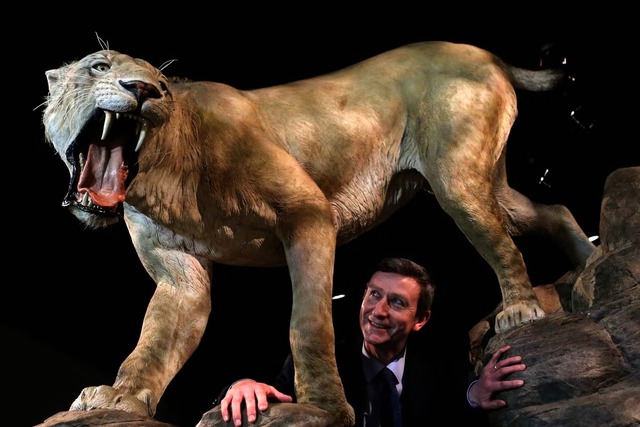 A lifelike model of a saber-toothed cat showcases the majestic predator in stunning detail.