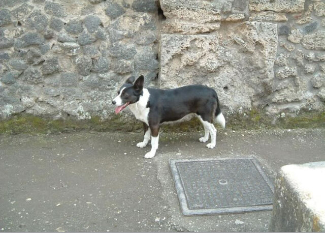 A modern stray dog wandering the ruins of Pompeii, highlighting the continued presence of dogs in the historic site today.