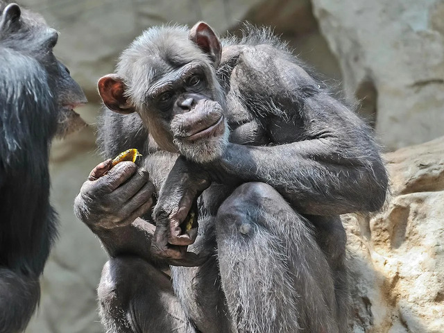 A recent study uncovers fascinating similarities in how modern chimpanzees and ancient human ancestors choose their stone tools. (Credit: Pavel Bak)