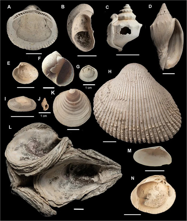 A striking image showcases the remarkable fossils unearthed, offering a window into ancient ecosystems. (Credit: Bruce Hayward)