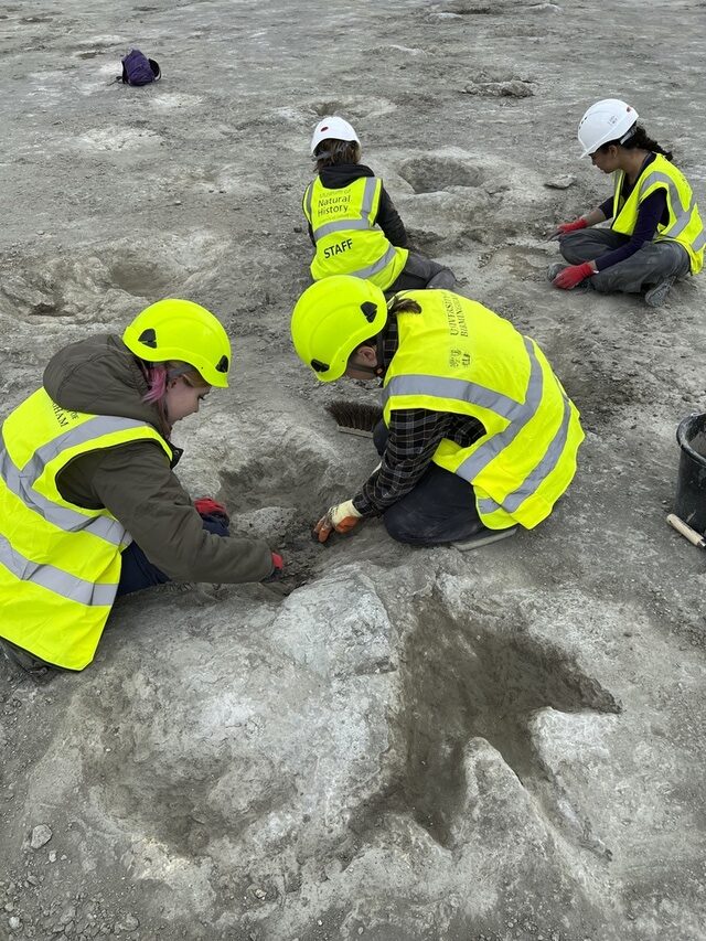 A team of paleontologists carefully examines the footprints of a sauropod, believed to be a Cetiosaurus, in the Oxfordshire limestone quarry. (Credit: University of Birmingham)