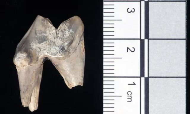 A tooth from an Alsatian dog was uncovered just a mile away from Stonehenge in Wiltshire, offering a glimpse into ancient life.