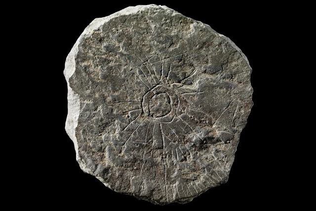 Archaeologists dubbed the artifacts “sun stones” because many feature branching rays radiating from a central circle—a recognizable symbol of the sun. (Credit: John Lee/Nationalmuseet, Denmark)