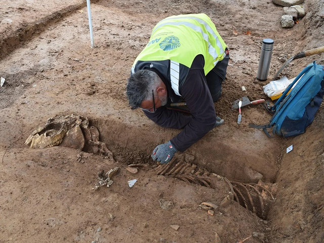 Archaeologists uncover a horse skeleton during the excavation. (Credit: LAD/AAB, Jasmin Rüdiger)