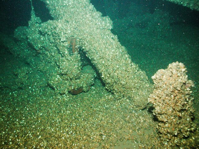 Despite being among the best-preserved ships from the War of 1812, the Hamilton and Scourge now face a relentless adversary: invasive quagga mussels, which have significantly impacted these historic wrecks.