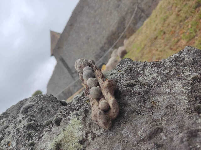 Fragments of a handheld firearm and small-caliber lead bullets, offering a glimpse into 16th-century warfare.