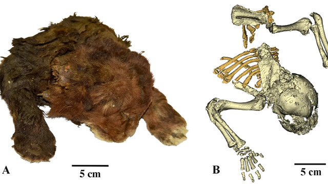 On the left, the frozen specimen of Homotherium latidens is showcased as the first known mummified saber-toothed cat. On the right, a CT scan reveals the intricate details of its skeleton. (Courtesy: Prof. Alexey V. Lopatin)