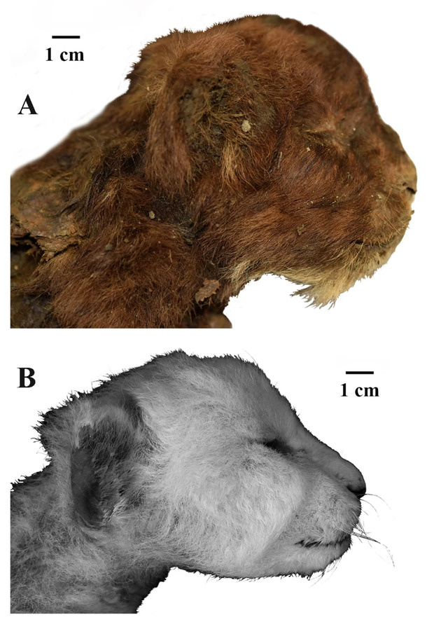 This image contrasts the heads of two 3-week-old cubs: the mummified Homotherium latidens (saber-toothed cat) at the top and a modern lion (Panthera leo) below, highlighting their striking differences. (Courtesy: Prof. Alexey V. Lopatin)