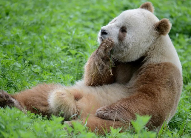 The remains are thought to belong to a Qinling panda, not a Sichuan one. Seen here: Qi Zai, a Qinling panda born in captivity, photographed by AilieHM via Wikimedia Commons (CC BY-SA 4.0)