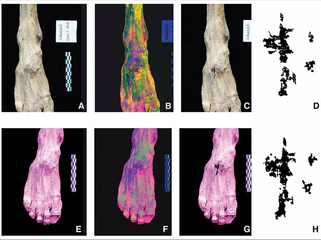 The tattooed right foot of Ghz-1–002 is revealed through various techniques: A) original; B) DStretch enhanced; C) pigmented pixels highlighted; D) pigmented pixels isolated. Full-spectrum views include E) original; F) DStretch enhanced; G) pigmented pixels highlighted; H) pigmented pixels isolated.