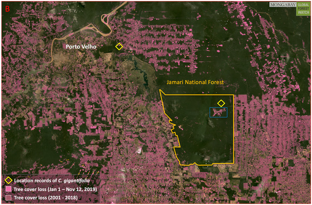 Zoomed-in view of Jamari National Forest and nearby locations where Coccoloba gigantifolia was found. The image illustrates the extensive deforestation occurring in these areas, as well as the proximity to hydroelectric dam projects.