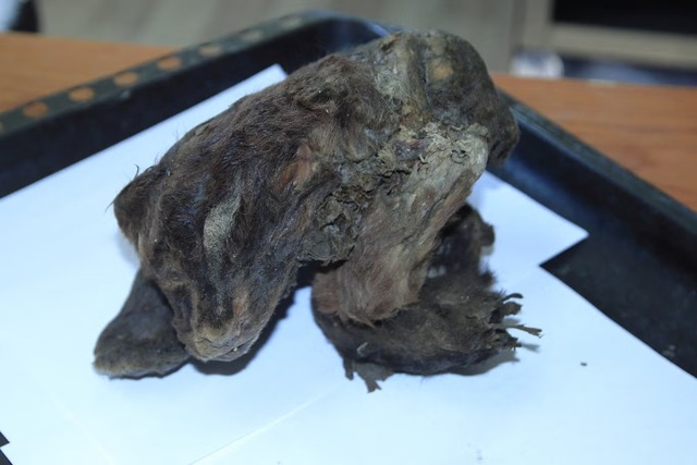 This remarkable view features a 32,000-year-old mummified saber-toothed tiger cub discovered in Siberian permafrost by Russian scientists. Found in the Sakha region, this specimen is considered the world’s most well-preserved, retaining its dark brown fur, and is now housed in a Yakutsk laboratory.