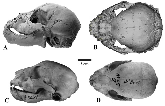 New research reveals dramatic differences between saber-toothed cubs and modern lion cubs of the same age. The image above compares the skulls of the mummified Homotherium latidens (A, B) and Panthera leo (C, D), both at 3 weeks old. (Courtesy: Prof. Alexey V. Lopatin)