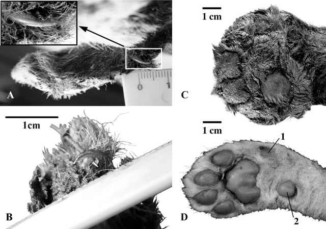 Shown here are the forepaws of 3-week-old cubs. Views A, B, and C display the mummified Homotherium latidens: A is the thumb claw, B the second digit claw, and C a plantar view. View D shows the plantar surface of a modern lion (Panthera leo) cub’s right forepaw. (Courtesy: Prof. Alexey V. Lopatin)