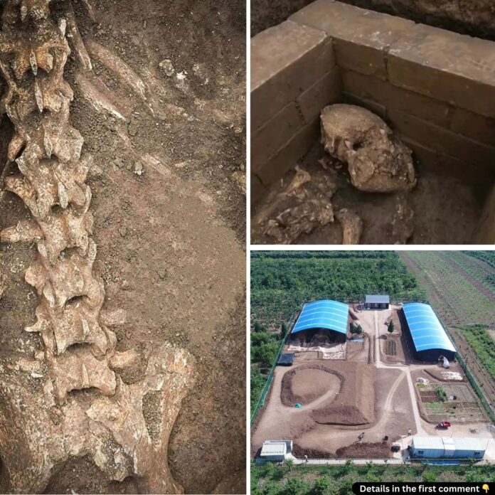 Unearthed Legacy: The Discovery of a Giant Panda Skeleton in Emperor Wen's Tomb