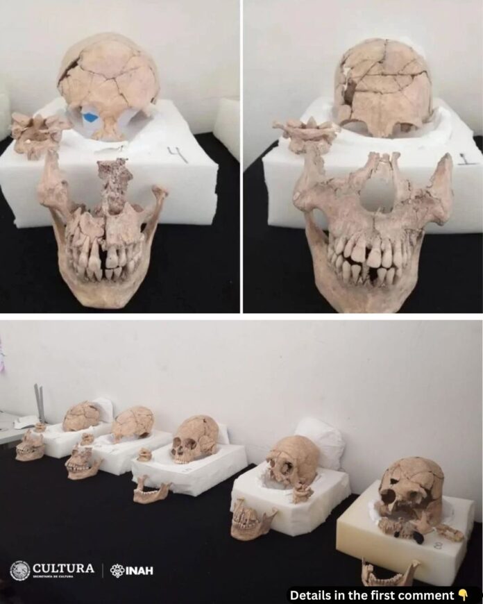 Unearthing Maya Rituals: Beheadings and Skull Deformation at Moral-Reforma