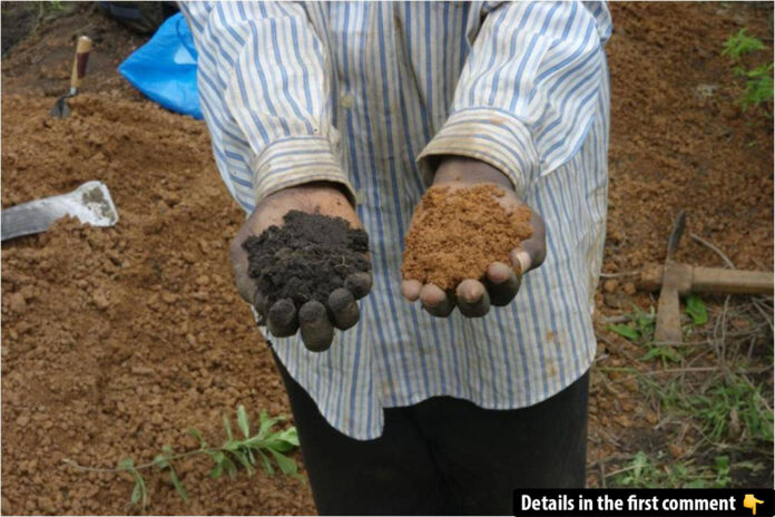 On the left, the rich, black soil known as African Dark Earths showcases its fertility, while on the right, the nutrient-poor, clay-like soil typical of sub-Saharan Africa highlights the stark contrast.