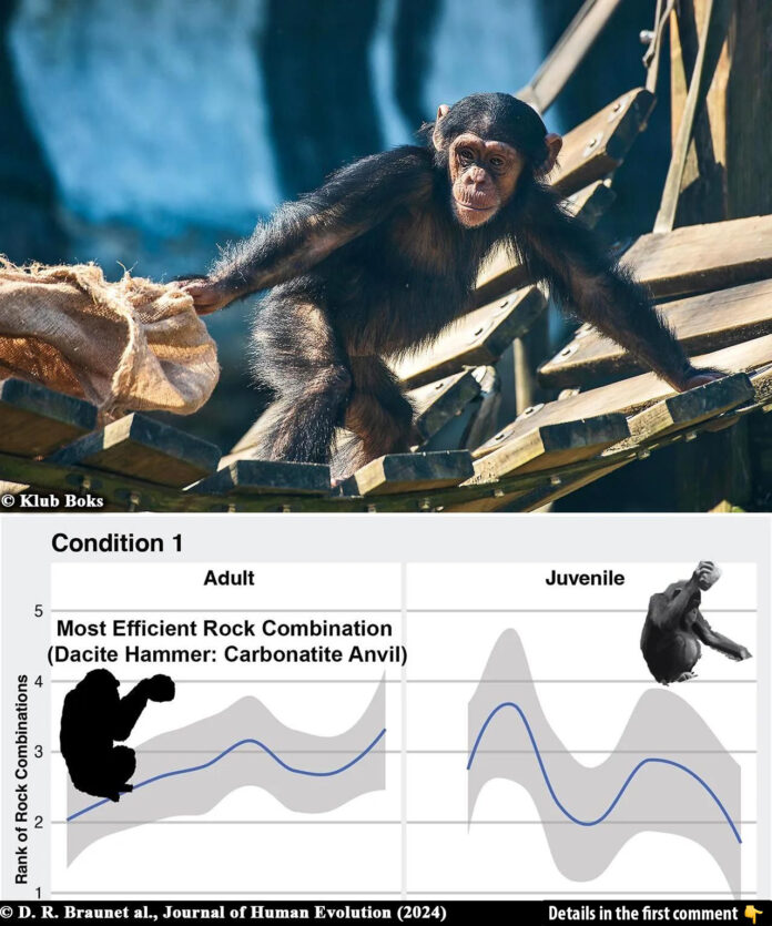 Chimpanzees and Early Humans: A Fascinating Link in Tool Use Evolution