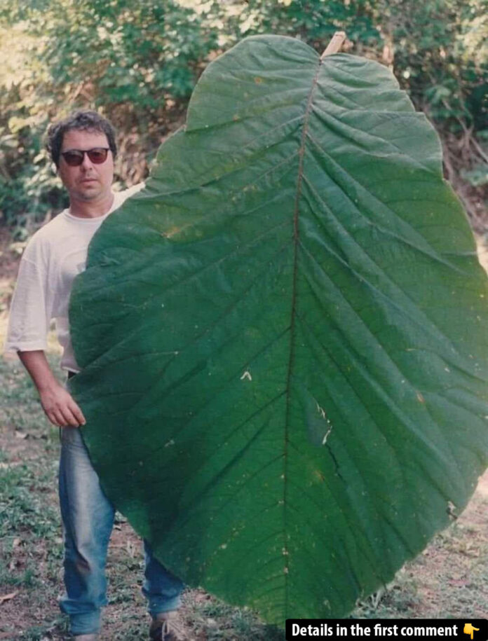 Amazonian Tree with Human-Sized Leaves Finally Identified